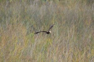 El Consorcio gestor del Paisaje Protegido de la Desembocadura del río Mijares participa en el censo invernal de aguilucho lagunero en las zonas húmedas de la Comunidad Valenciana