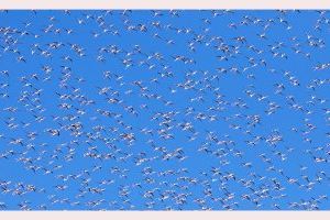 L'Albufera: el paraíso perdido de los flamencos