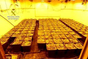 Dos detenidos por ocultar una plantación indoor en la caseta de su jardín en Pedreguer