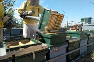 Apicultores valencianos piden que el Estado pague de forma patrimonial las inversiones por la varroa y los daños producidos por especies invasoras y protegidas