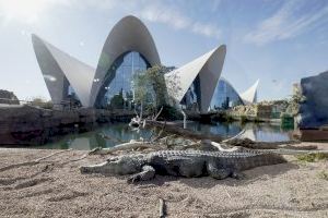 El Oceanogràfic ofrece una tarifa única de 20 euros para febrero