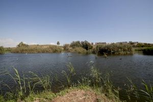 El Ayuntamiento de Elche remodelará una de las charcas del Clot de Galvany