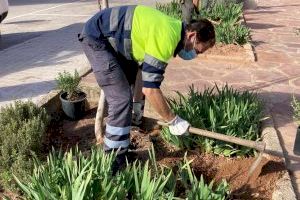 Empieza la plantación de la estepa de Cartagena en Serra, un arbusto en peligro de extinción