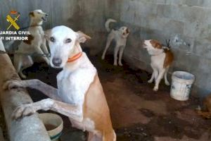 Desarticula en Valencia una organización que se dedicaba al robo y venta de perros de caza