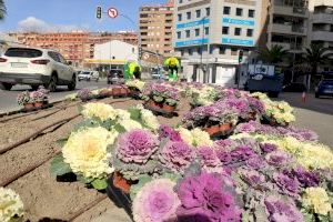 Alicante renueva los tapices de flores con la plantación en los parterres y jardineras de la ciudad