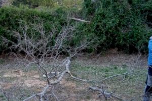 La Concejalía de Obras y Servicios Municipales de Buñol continúa con limpieza de arbolado y trabajo de poda tras los fuertes vientos