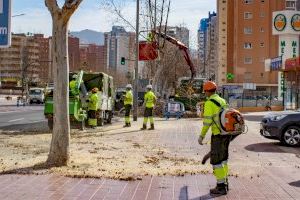 Espacio Público avanza en la poda de todo el arbolado de Benidorm