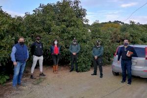 A la caza de los ladrones que están arrasando los campos de la Marina Alta y la Marina Baixa