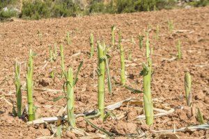 Los agricultores valencianos advierten que la prohibición de caza del lobo supone una amenaza para la fauna silvestre, la agricultura y la ganadería