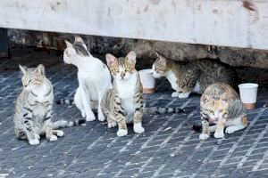 El Ayuntamiento persigue la tenencia no responsable de animales de compañía y el maltrato animal