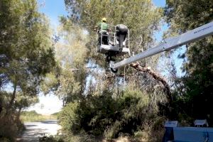 La Junta de Gobierno aprueba mañana la versión definitiva del proyecto del Plan Local de Prevención de Incendios Forestales