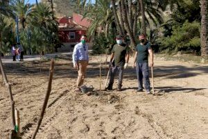 Medio Ambiente lleva a cabo nuevas plantaciones de frutales en el Palmeral de Orihuela