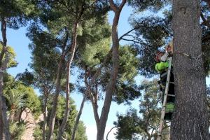 Benicàssim instala seis cajas nidos en diferentes espacios verdes urbanos municipales