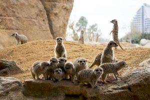 El peor año de la historia para el Bioparc Valencia: Las visitas caen a 373.000 personas menos - (foto 2)
