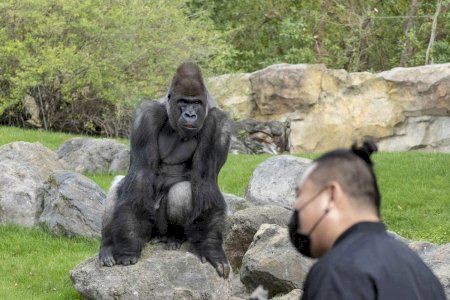 El peor año de la historia para el Bioparc Valencia: Las visitas caen a 373.000 personas menos