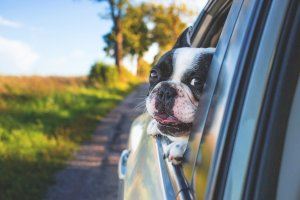 ¿Llamarías a tu perro Ron, Tequila o Birra?