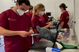 Investigadores de la CEU UCH incorporan modelos de simulación para formar a los estudiantes de Veterinaria en prácticas clínicas