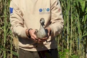 Medio Ambiente celebra la inversión de 2,8 millones de euros en el Parc Natural del Fondo para la recuperación de la cerceta pardilla