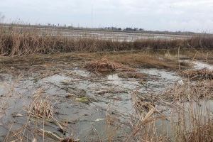 El PP denuncia que la falta dragado y de mantenimiento de los márgenes y acequias de l´Albufera está bloqueando los motores de riego de los arrozales