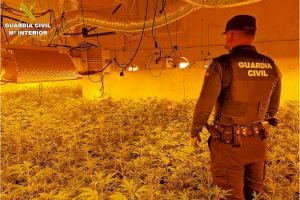 Descubren en un chalé de Calpe un campo con más de mil plantas de marihuana Descubren en un chalé de Calpe un campo con más de mil plantas de marihuana
