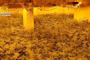 Descubren en un chalé de Calpe un campo con más de mil plantas de marihuana - (foto 2) Descubren en un chalé de Calpe un campo con más de mil plantas de marihuana - (foto 2)