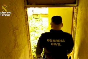 Descubren en un chalé de Calpe un campo con más de mil plantas de marihuana - (foto 3) Descubren en un chalé de Calpe un campo con más de mil plantas de marihuana - (foto 3)