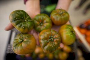 El Ayuntamiento de Mutxamel impulsa con la Universidad Miguel Hernández la realización de dos estudios sobre el Tomate Muchamiel