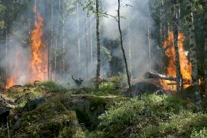 Emergencia Climática destina más de 18.000 euros a la detección de áreas cortafuegos mediante inteligencia artificial