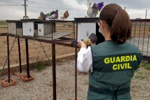 Dos detenidos por robar un centenar de palomos en la comarca de L'Horta Nord