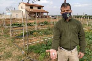 El Garrofó Valencià vive su peor momento, desplazado por las importaciones foráneas