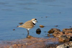 SEO/BirdLife avanza en la renaturalización de playas para el chorlitejo patinegro en el litoral de Valencia y Castellón