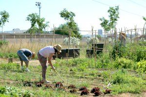 Paiporta ofrece talleres gratuitos de dinamización y gestión de huertos urbanos