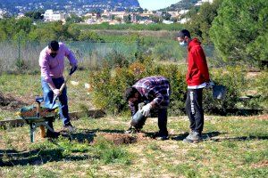 Calp celebra el Día del Árbol con la plantación de 120 ejemplares en el Jardín Botánico - (foto 2)