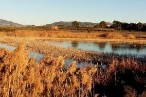 El Instituto Cavanilles mejora el algoritmo que describe los cambios hidrológicos en los humedales mediterráneos