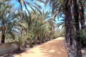 CONTIGO Elche advierte que un uso exclusivamente agrícola sería la condena del Palmeral