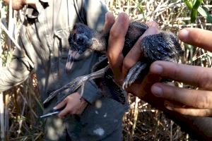 Un estudio dirigido por SEO/BirdLife alerta sobre la pérdida de valor de los arrozales de l’Albufera como lugar de alimentación para las aves acuáticas coloniales