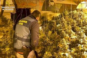 Desmantellada una plantació amb més de 150 plantes de marihuana a Rojales