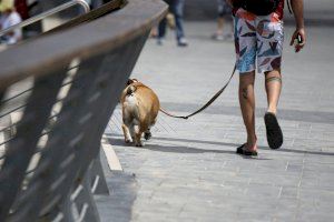 Se acaban las razas de perro potencialmente peligrosas: se debe analizar el comportamiento de cada animal