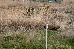 Malestar entre los vecinos por una “zona salvaje” en la playa del Arenal de Burriana