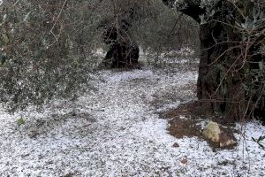 La granizada histórica de este domingo destroza los cultivos de la Plana Baixa