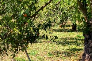 Moncofa solicitará ayudas para los agricultores por los daños ocasionados por el granizo