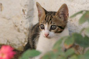 Bienestar Animal busca establecer un censo actualizado y controlado de las colonias felinas de la Vila Bienestar Animal busca establecer un censo actualizado y controlado de las colonias felinas de la Vila