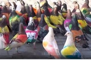 La Comunitat Valenciana acogerá el campeonato nacional de palomos deportivos