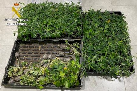 Detenidos en Morella mientras transportaban más de 400 plantas de marihuana en su vehículo Detenidos en Morella mientras transportaban más de 400 plantas de marihuana en su vehículo