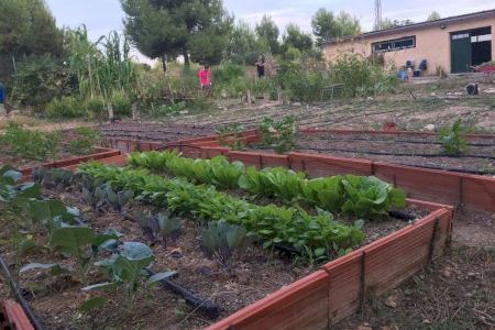 Sax organiza un curso de iniciación al huerto ecológico