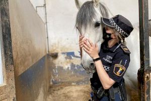 La caballería de la Policía Local de Valencia cumple 120 años de historia
