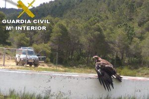 Liberada un Águila Real en Jarafuel que se encontraba atrapada en un vallado