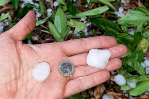 El pedrisco de ayer provoca daños a 3.000 hectáreas de cultivo en Valencia y Castellón con pérdidas de dos millones de euros El pedrisco de ayer provoca daños a 3.000 hectáreas de cultivo en Valencia y Castellón con pérdidas de dos millones de euros