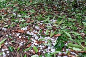 El pedrisco de ayer provoca daños a 3.000 hectáreas de cultivo en Valencia y Castellón con pérdidas de dos millones de euros - (foto 2) El pedrisco de ayer provoca daños a 3.000 hectáreas de cultivo en Valencia y Castellón con pérdidas de dos millones de euros - (foto 2)