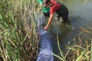 Medi Ambient porta a terme una campanya de control de la tortuga de Florida a la desembocadura del riu Algar - (foto 2)
